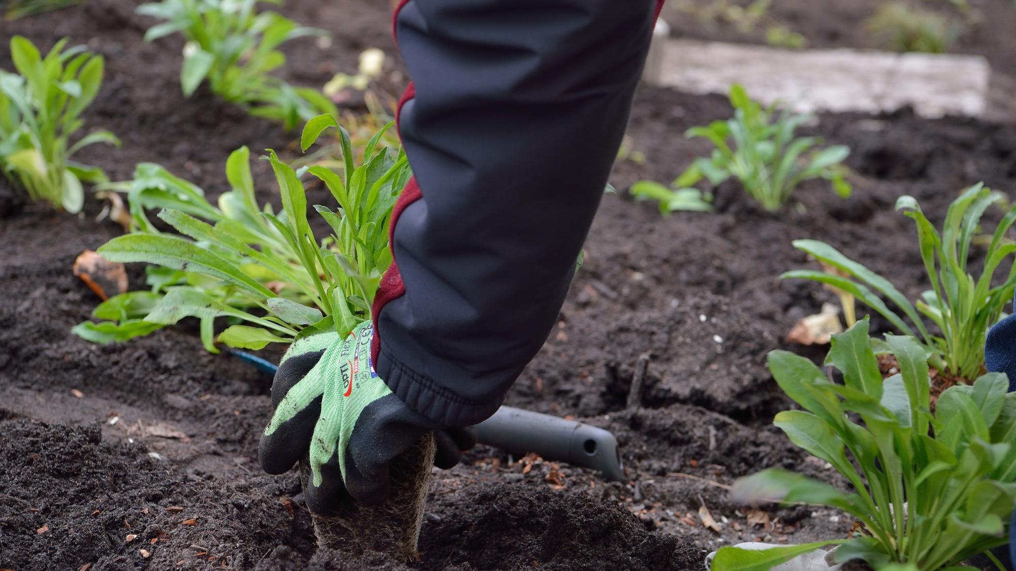 Person mit Gartenhandschuhen pflanzt auf einer dunklen, aufgelockerten Erdfläche eine grüne Staude in ein vorbereitetes Pflanzloch.