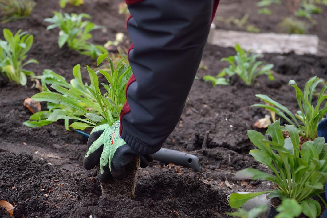 Person mit Gartenhandschuhen pflanzt auf einer dunklen, aufgelockerten Erdfläche eine grüne Staude in ein vorbereitetes Pflanzloch.